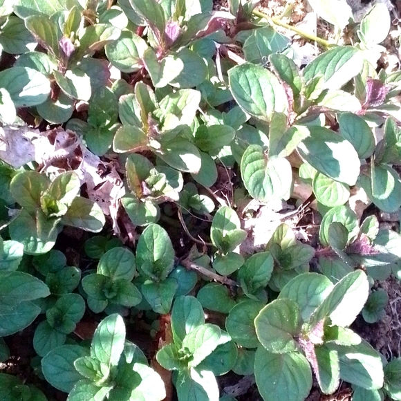 5 Rooted Chocolate Mint Starter Plants Organic - Picture 1 of 2
